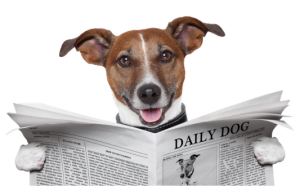 dog_news_cropped_trimmed