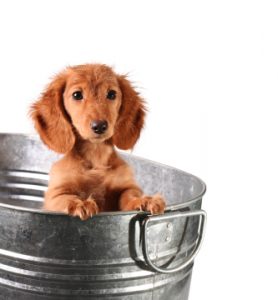 Wet puppy in a bucket
